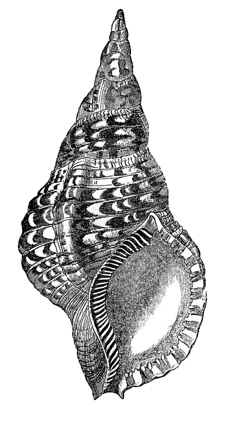 shell